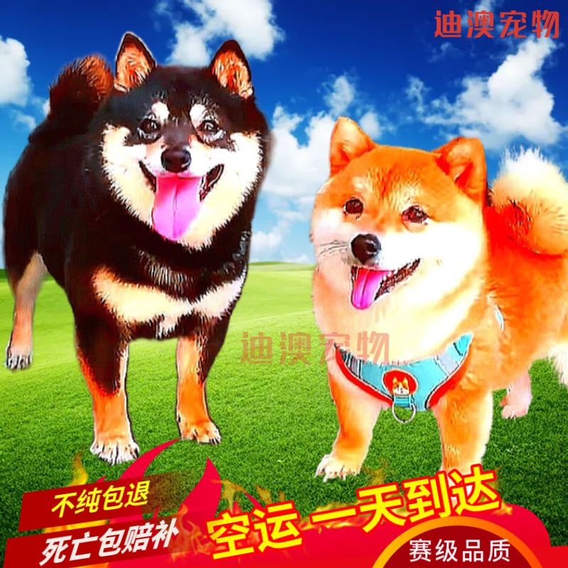 原創(chuàng)為什么柴犬很貴？哪里可以買到高性價(jià)比的柴犬？