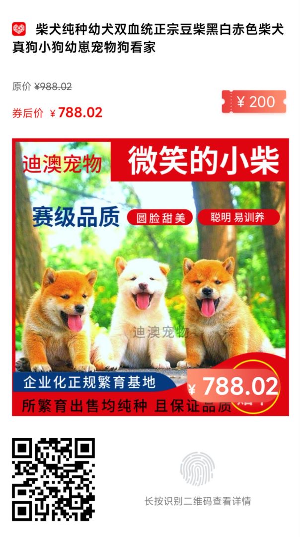 哪里可以買到高性價(jià)比的柴犬