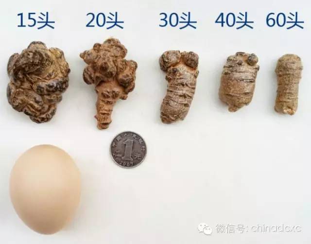 史上最全面，教你如何挑選三七和三七粉