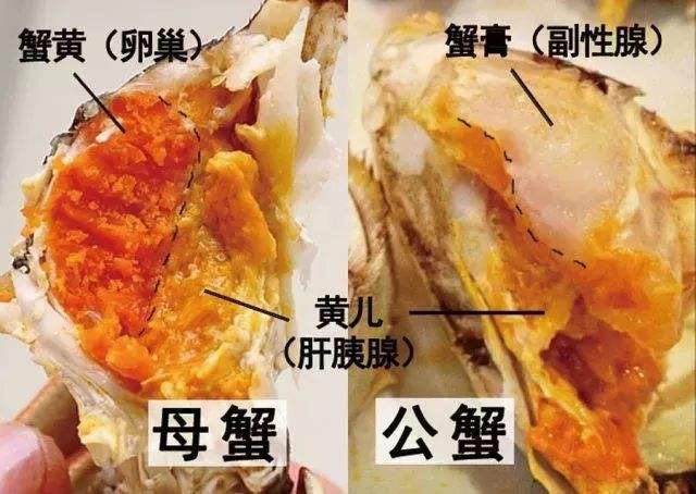 蟹黃和蟹膏的對(duì)比，哪個(gè)更營養(yǎng)？